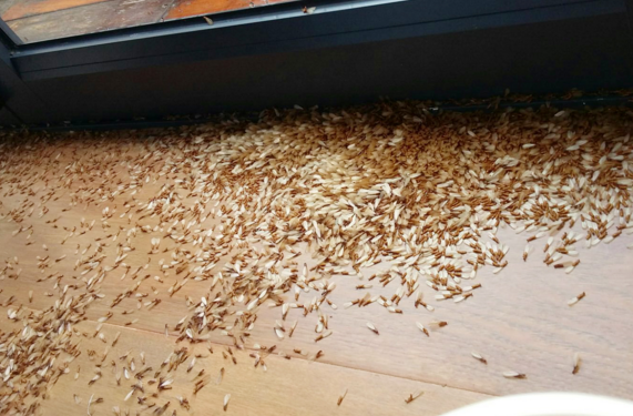 澄海东里镇哪里有杀白蚁